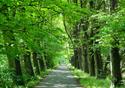 Leafy Walkway - Avenham Park