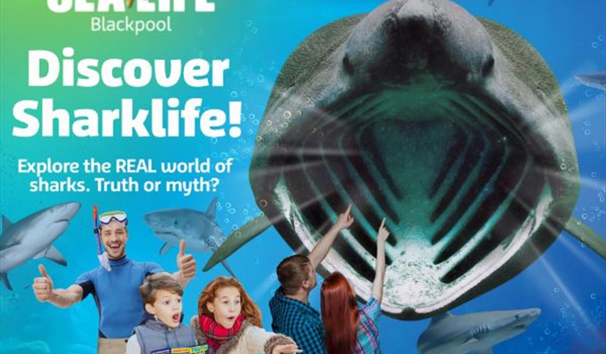 Discover Sharklife!
