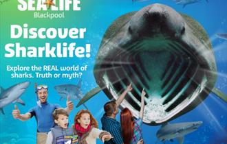 Discover Sharklife!