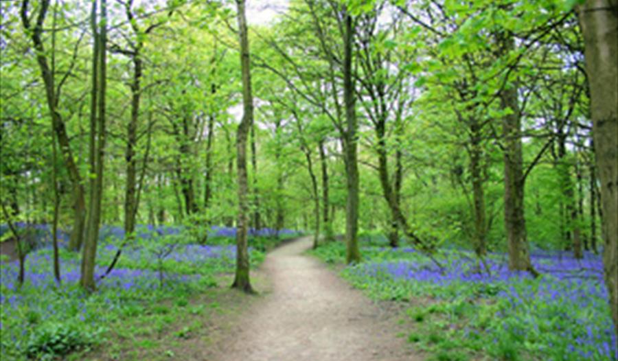 Spring Wood Picnic Site & Access For All Trail