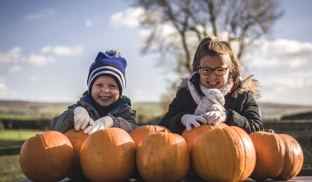 Pumpkin Picking at Thornton Hall Country Park