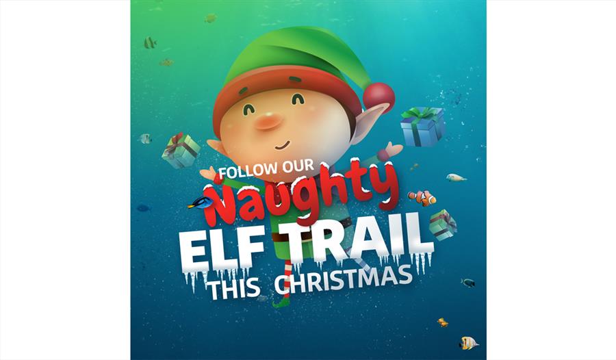 Naughty Elf Trail at SEA LIFE Blackpool