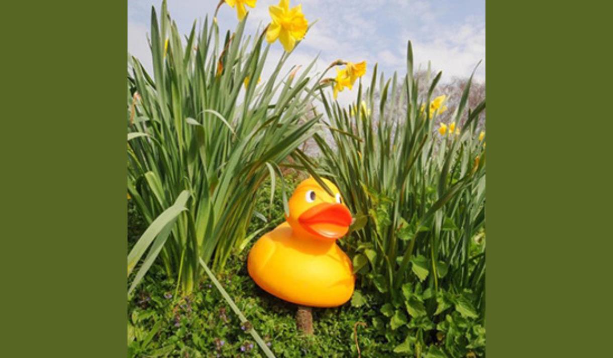 Easter Duck Trail