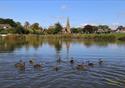 Ducks swimming on a pond