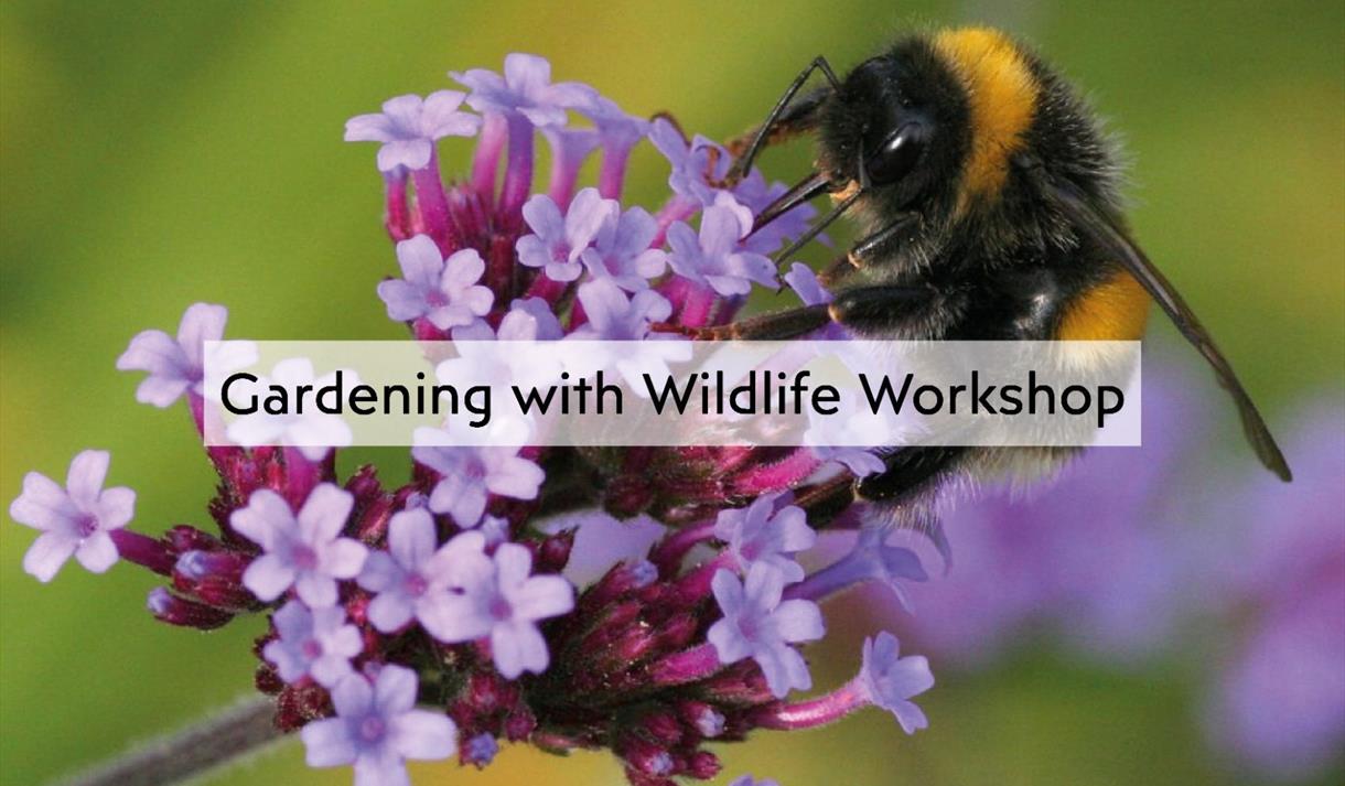 Gardening with Wildlife with Greg Anderton