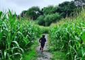 Child running through maize field
