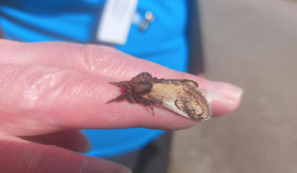 Moth Trapping at WWT Martin Mere