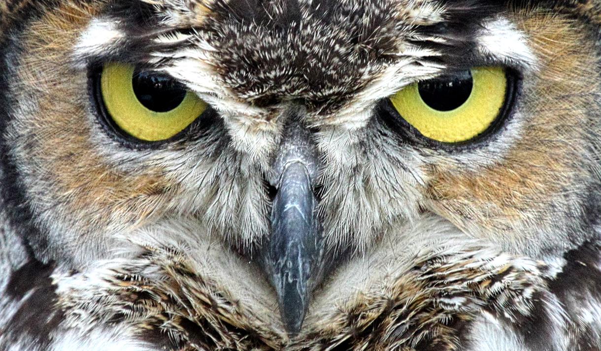 Meet Lancashire Hawks and Owls!
