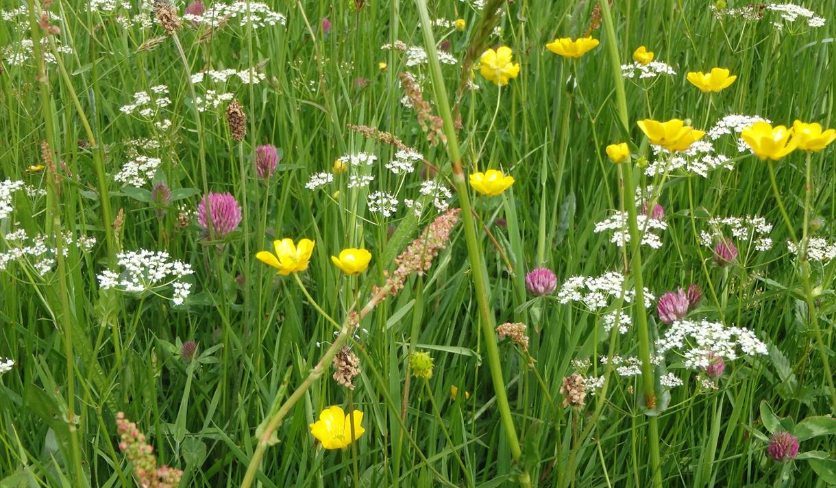 Upland hay meadow in bloom with pink, white and yellow flowers.