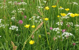 Upland hay meadow in bloom with pink, white and yellow flowers.
