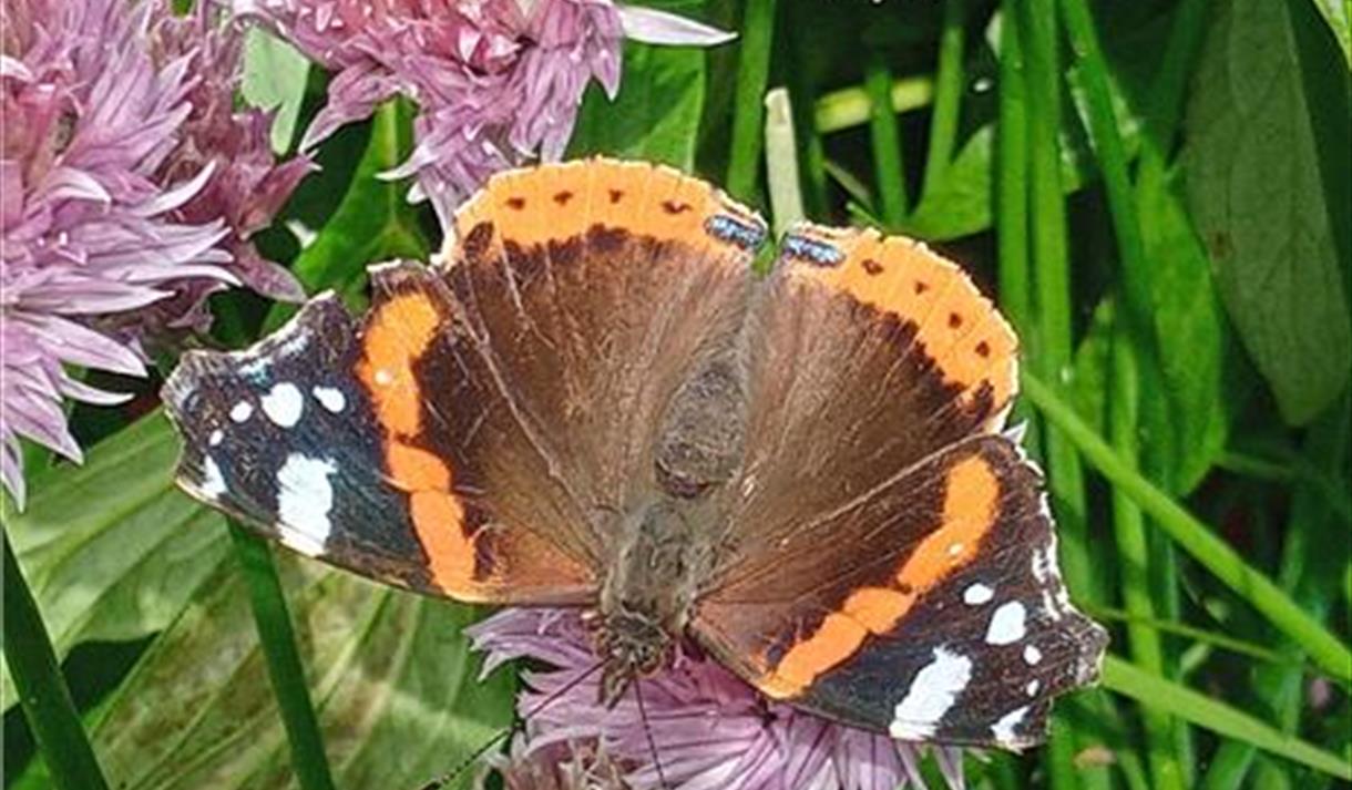 Festival Bowland 2022 - Fascinating Butterflies and Moths (online event)