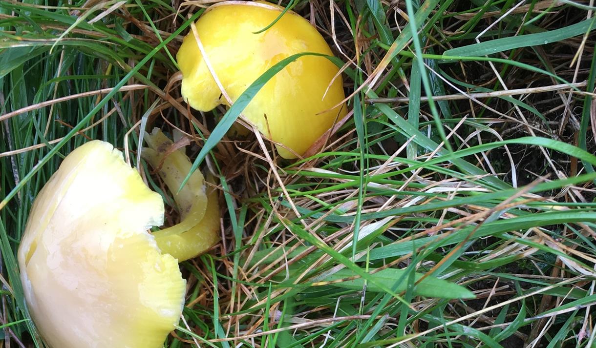 2 yellow fungi_Forest of Bowland AONB