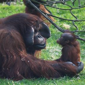 Twycross Zoo