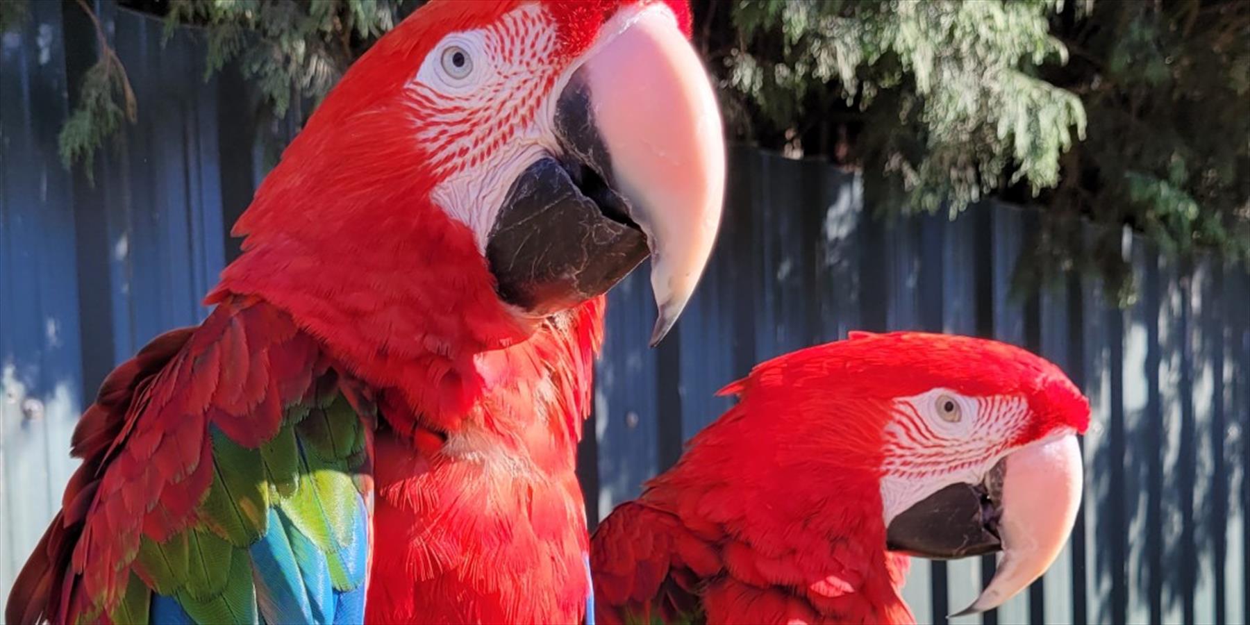 Two macaws