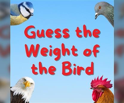 Guess The Weight Of The Bird