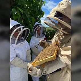 Meet the Bees