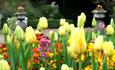 Tulips in Spring, Belgrave Hall & Gardens - See & Do in Leicester