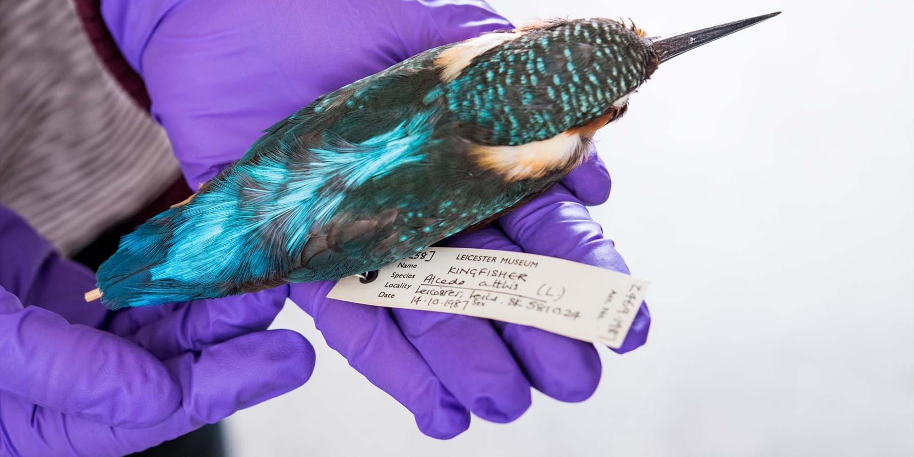 Artist Lucy Stevens with Kingfisher from Leicester Museums collection