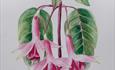 Watercolour flower drawing of Fuchsia and leaves by Gulielma Burgess, 19th Century.