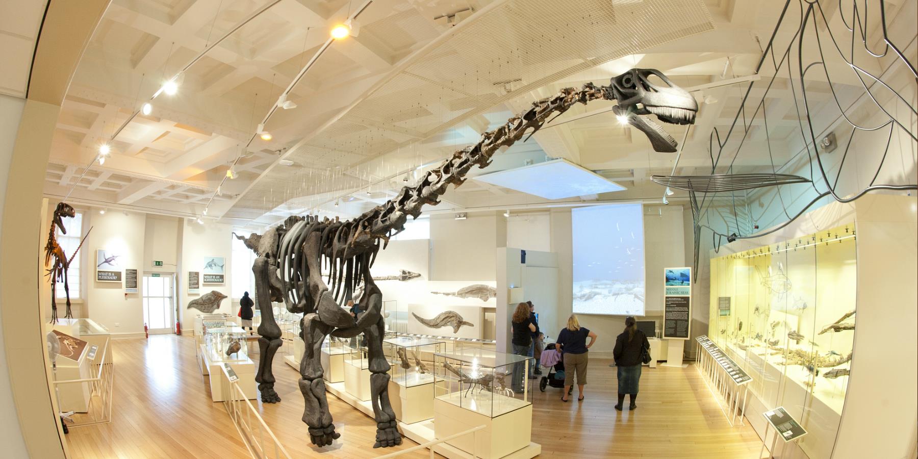 Dinosaur Exhibition at Leicester Museum