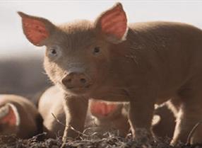 Piglet