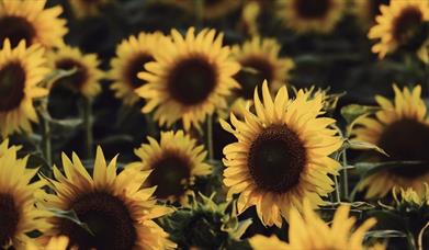 Sunflowers