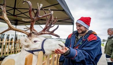 Man in Santa hat feeding a reindeer