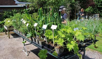 Plants at Bright Green Fox Nursery