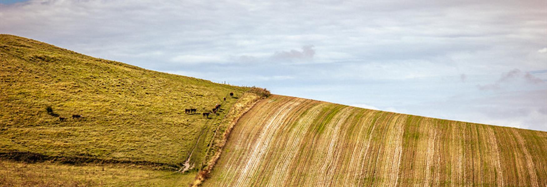 Fields near Firle - Nigel French