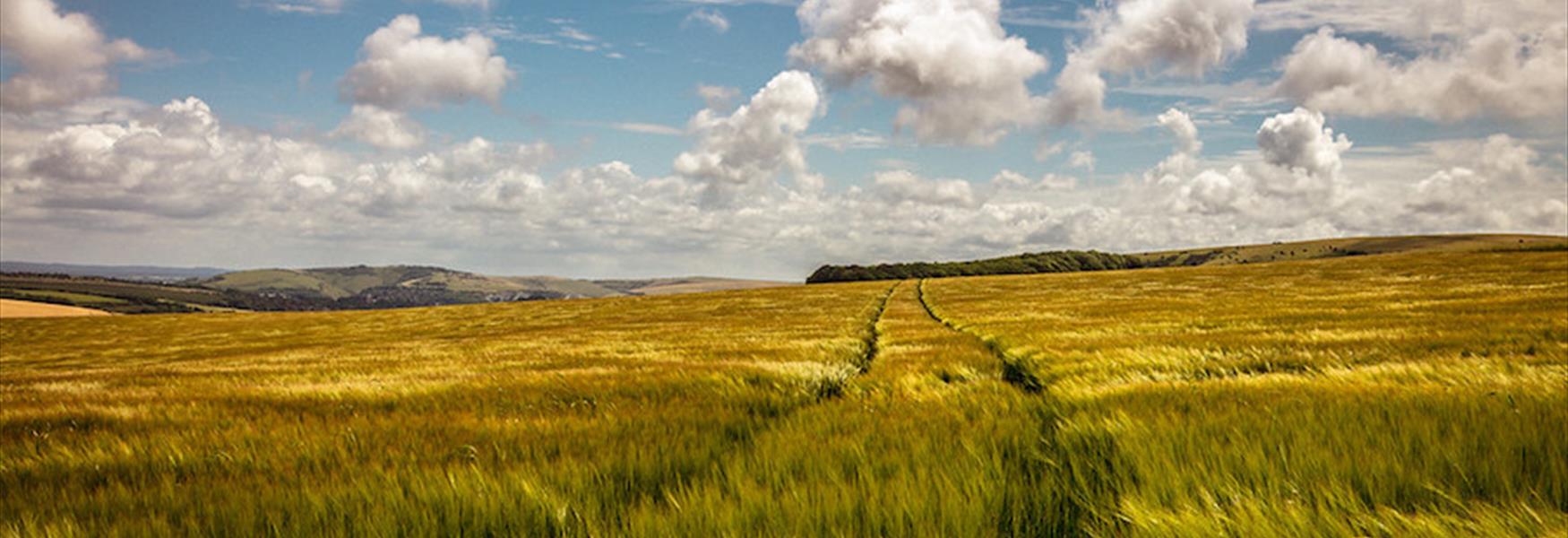 South Downs Near Falmer - Nigel French