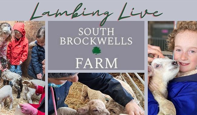 Lambing Live Open Mornings