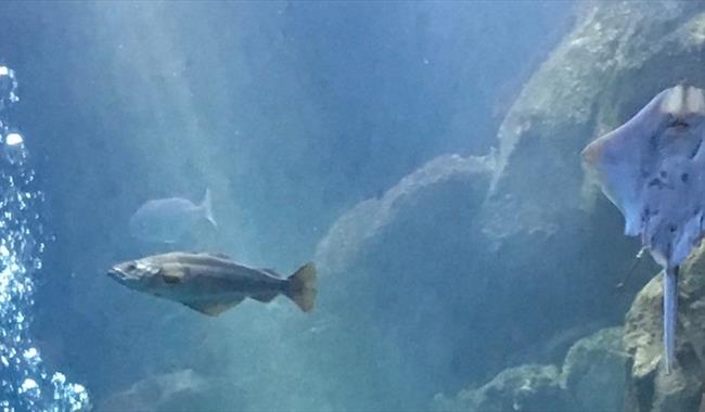 view under the sea