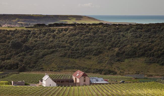 Rathfinny Vineyard View