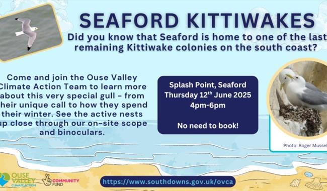 Information about event including picture of kittiwakes