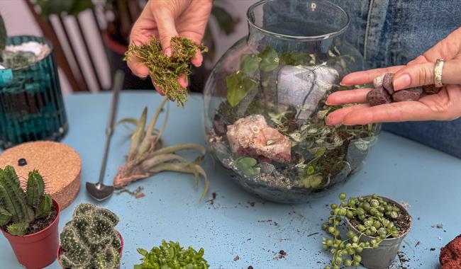 Creating a terrarium - pohotograph