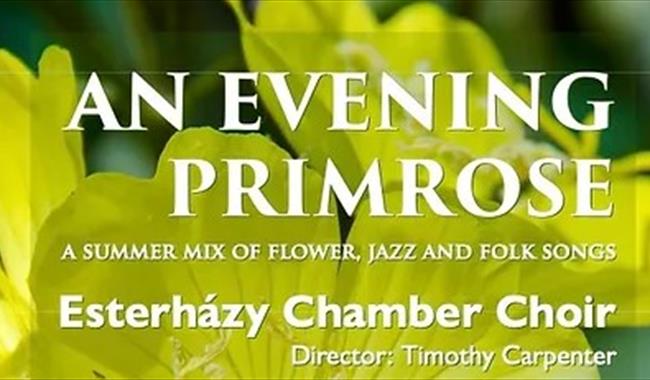 An Evening Primrose concert