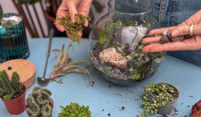 Terrarium workshop in progress