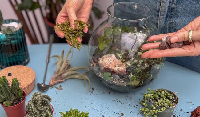 Photograph of gardener creating a terrarium