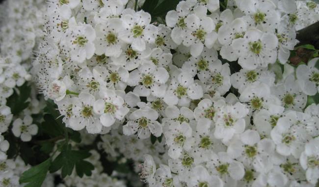 Photo of May blossom