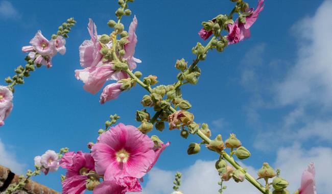 Pink hollyhocks against a blue summer sky