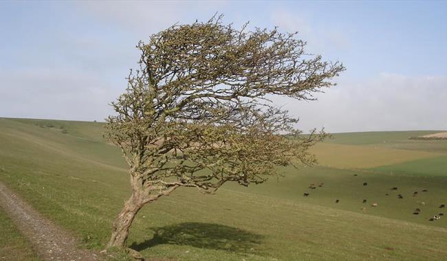 Tree on Downs, blown by the wind