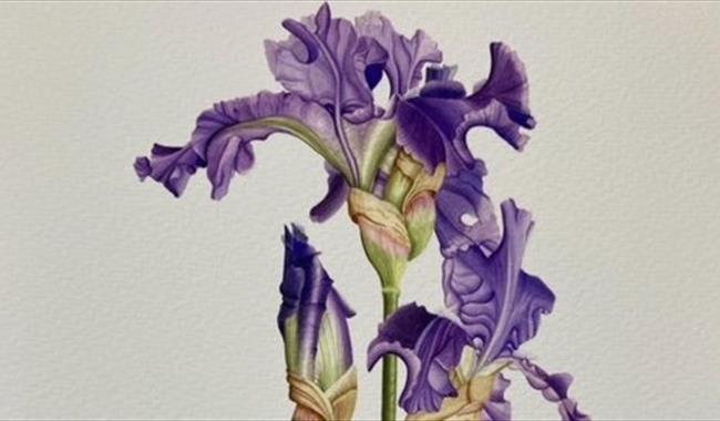 Painting of a bearded iris by Vicky Mappin