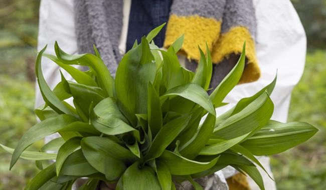 A bunch of wild garlic