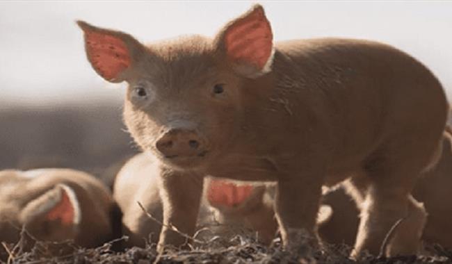 Piglets!