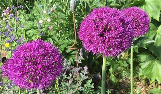 Alliums in bloom