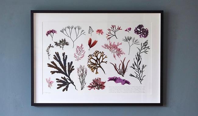 Seaweed pressing