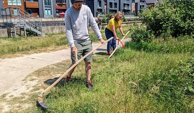 Scything along the river Ouse