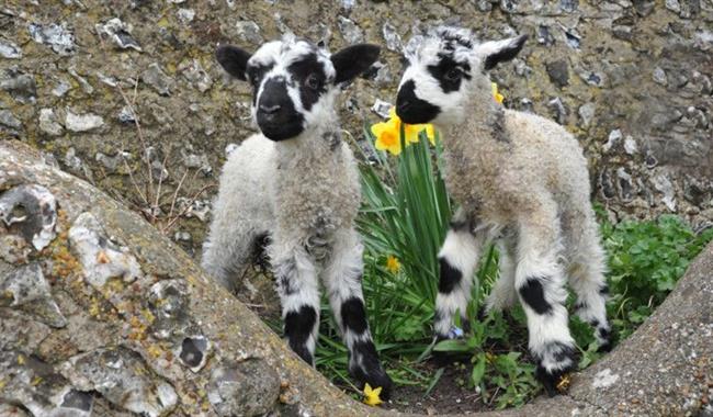 Easter & Spring Open Night, Lewes Saturday Folk Club