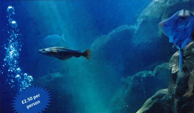 Underwater photograph featuring fish