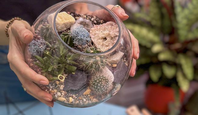 completed terrarium
